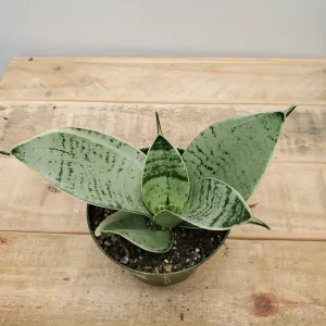 4" sansevieria blue star