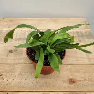 4" staghorn fern