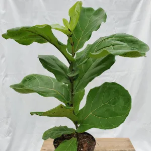 6" ficus lyrata